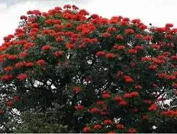 Ipê Vermelho Flores Plantas Árvores 500 Sementes P Mudas | Parcelamento sem  juros