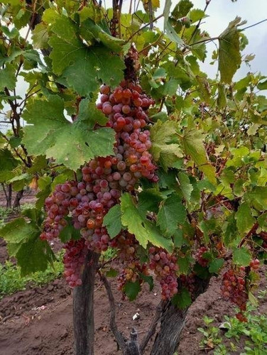 Imagen 22 de 30 de 3 Fincas Con Bodega En Venta Cañada Seca.