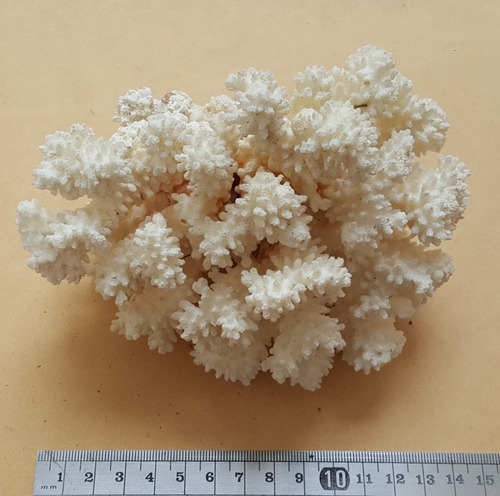 Set De Corales Para Pecera Marina: Coral Rojo, Cerebro, Etc. (Usado)
