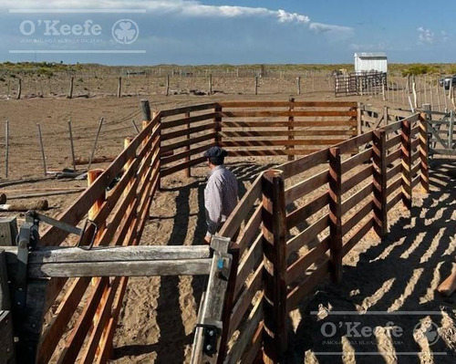 Campo En Venta De 27950 Has En Gral Alvear Mendoza. Armada Para Cria/recria
