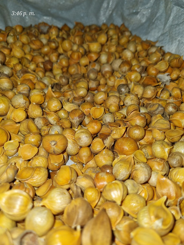 Ajo Japones 2 Kg