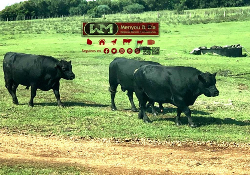 Arrendamiento Campo 3300 Hectáreas En Tacuarembó Uso Ganadero Criador Alquiler Campos En Uruguay
