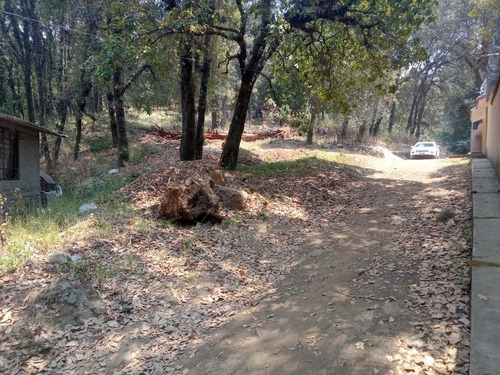 Imagen 4 de 5 de Terreno Arbolado