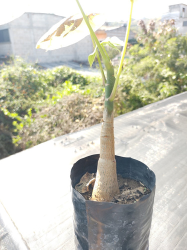 Clavellino Árbol De Semilla (pseudobombax Ellipticum)