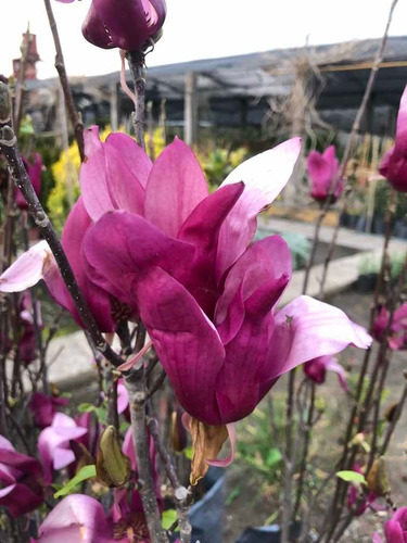 Planta Magnolia Liliflora Púrpura Tulipanero Vivero Oeste | MercadoLibre