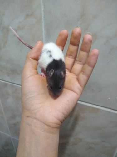 Twister Bicolor