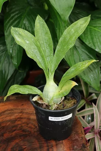 Muda Orquídea Exótica Flor Verde Catasetum Expansum 25cm