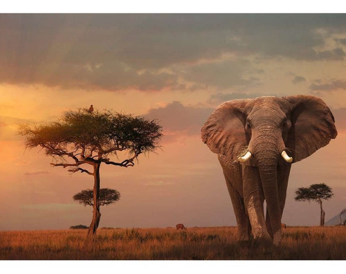Elefante Masai Mara Atardecer Rompecabezas 1000 Ravensburger