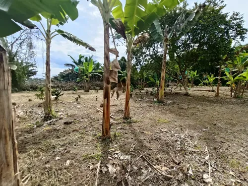 Se Vende Finca Quebradanegra Calarcá Quindío