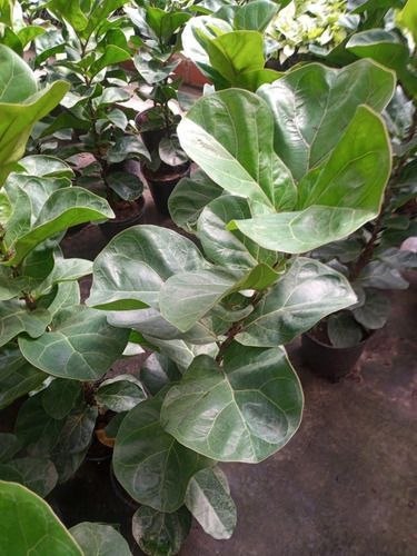 Ficus Pandurata - Hermoso - Entrega Gratis Caba Y Gba