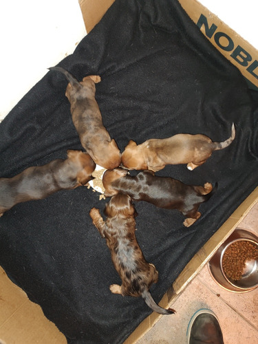Vendo Cachorros Salchichas Exelentes Ejemplares