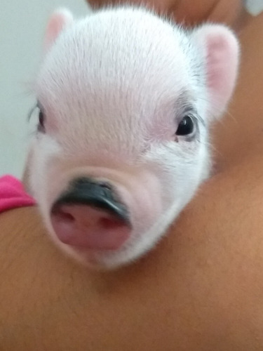 Minipig Cerditos