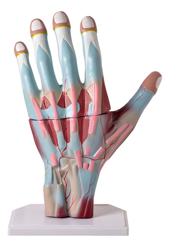 Mano humana muscular agrandada dividida en 3 partes