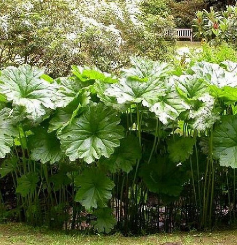 Semente Aquática Ornamental Comestíve Darmera Arbusto P/muda