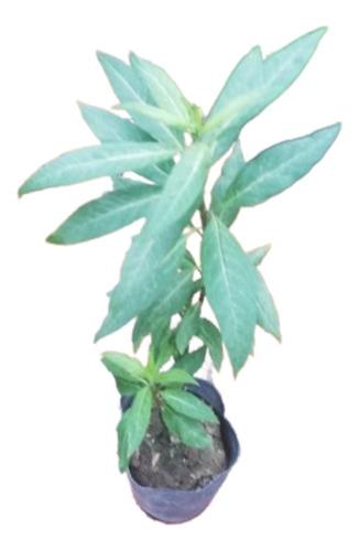Planta Asclepia Curassavica Atrae Mariposas 