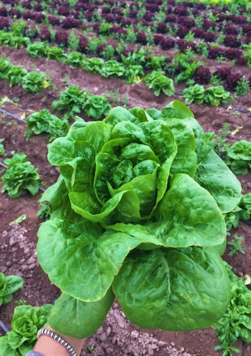 Semilla De Lechuga Milanesa Premium