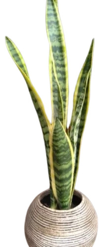 Planta Sansevieria Espada De San Jorge + Maceta 