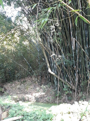 Imagem 7 de 12 de Chacara - Ch00001 - 34962915
