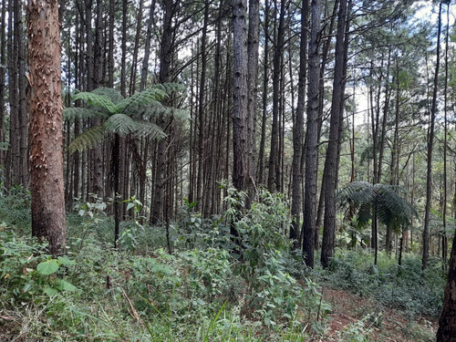 Imagem 8 de 30 de Sítio Em Juquitiba