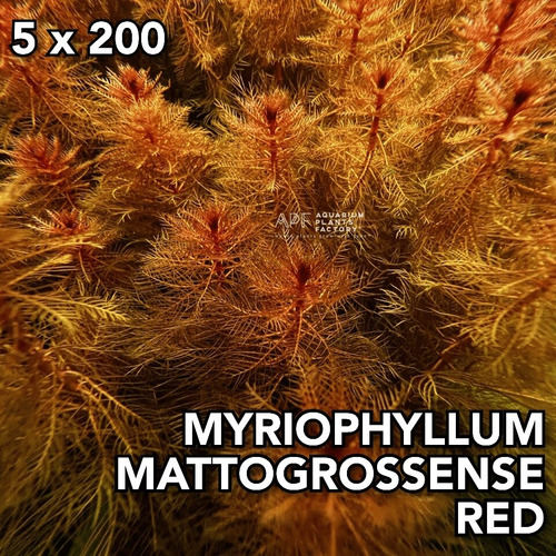 Myriophyllum Mattogrossense Red Planta Acuario Plantado.