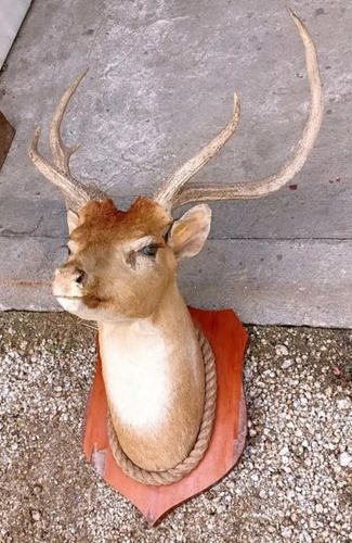 Adorno Cabeza De Ciervo Taxidermia Para Estufa Barbacoa 