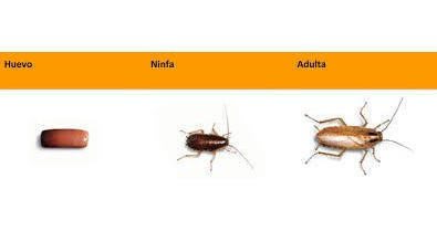 Imagen 9 de 9 de Fumigación - Desinfección - Cucarachas - Ratas - Mosquitos