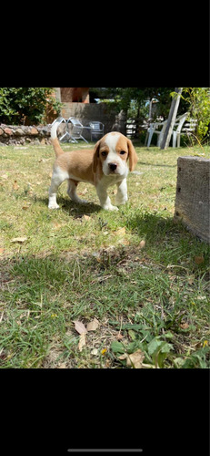 Imagen 5 de 5 de Cachorros Beagle Machos Y Hembras