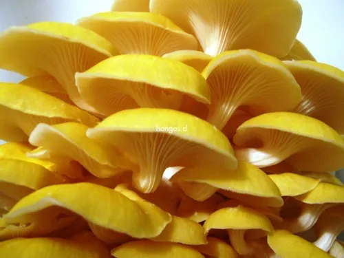 Micelio Liquido De Seta De Ostra Amarilla Pleurotus Citrinop