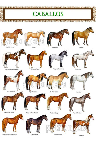 Imagen 3 de 6 de Colección 3 Pósters Razas De Caballos - 42x30 Cm. - Nuevos