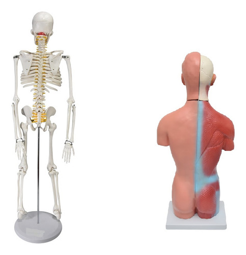 Esqueleto 85 Cm Com Torso Masculino De 42cm Em 13 Partes