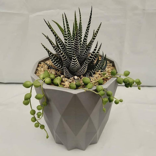 Imagen 6 de 8 de Regala Vida, Bellas Suculentas, Plantas, Maceta Decorativa