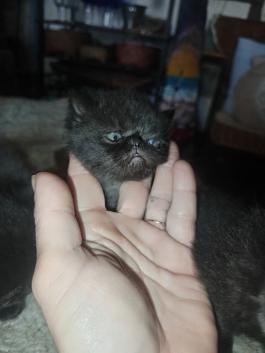 Gatos Persa, Recién Nacidos, Precio Contado.