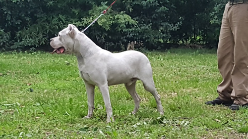 Dogo Argentino 