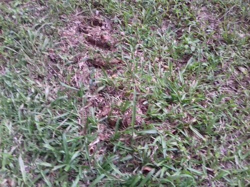 Imagem 6 de 9 de Terreno Rural Para Sítio Ou Chácara A Venda Em Botuverá/sc - 1699c