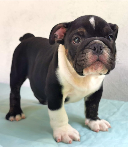 Perros Cachorros Bulldog Ingles En Venta Cartagena 