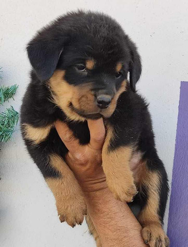 Cachorros Rottweiler