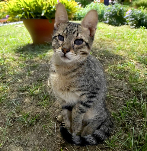 Gato Atigrado De 9 Meses En Adopcion Responsable