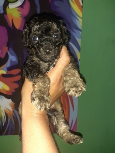 Imagen 3 de 4 de Caniche Toy Black And Tan