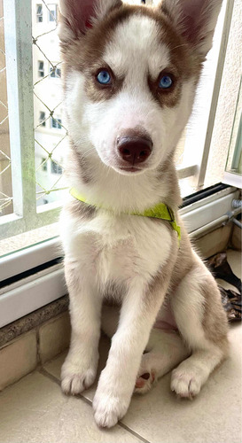 Husky Siberiano Fêmea 3 Meses