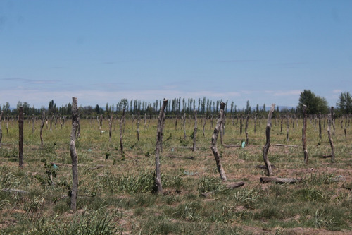 Imagen 5 de 30 de Vendo Finca 57 Hectareas Con Dos Perforaciones En Goudge- San Rafael