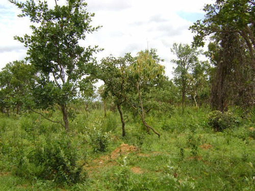 Chácara À Venda, 1 Quarto, Fazendinha São Bento - Caetanópolis/mg - 1401