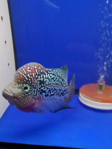 Peces Flowerhorn Kamfa 18 Cm