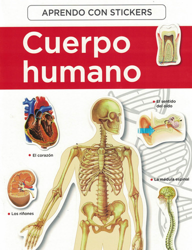 Cuerpo Humano - Aprendo Con Stickers - Gato De Hojalata