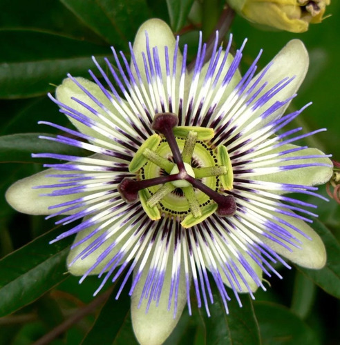 100 Semillas De Pasiflora