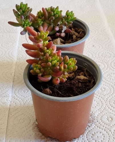 Suculentas Sedum Rubrotinctum Aurora O Nariz De Payaso