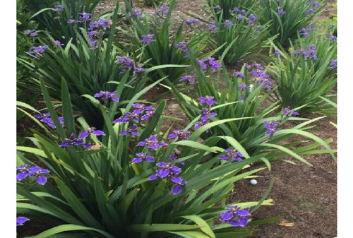 15 Íris Azul Roxeada Graúdas Idade De Florir - Neomarica