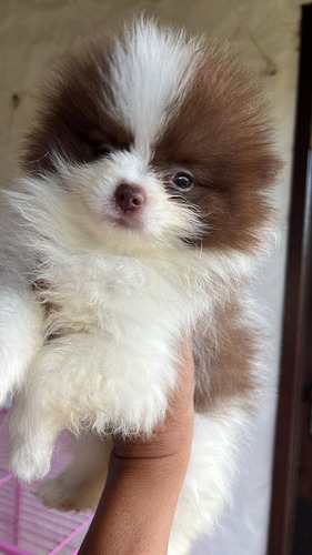 Pomerania Choco-parti Marron Y Blanco