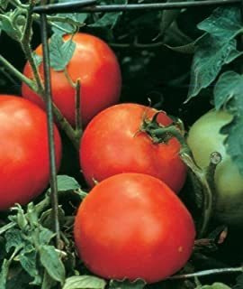Burpee | Rebanada De Tomate Rojo | Resistente A Enfermedades
