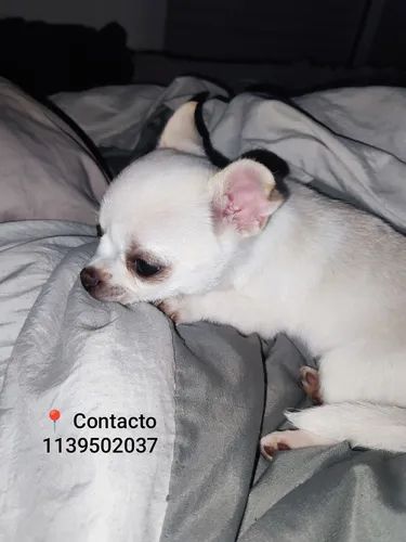 Servicio De Monta Chihuahua Macho Mini
