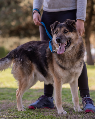 Perro Joven En Adopción Responsable Gratis (leer Descrip)